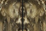 Petrified Wood Bookends - Oregon #117225-1